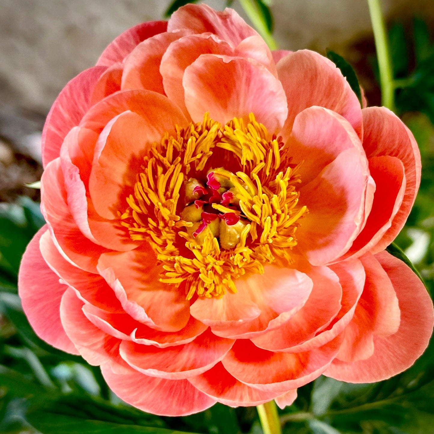 Coral Sunset Peony Seeds ~ Peonies ~ Flowers ~ Flower ~ Bouquets ~ Wedding Flowers ~ Heirloom Seeds ~ Garden ~ Gardening ~ Decor