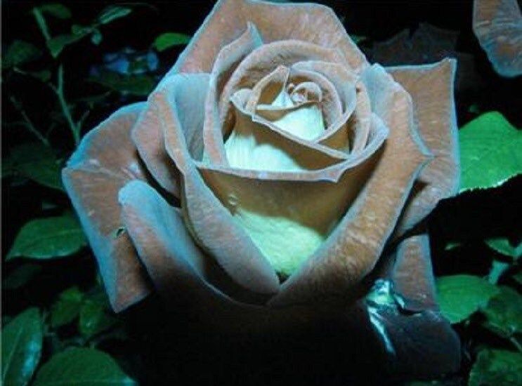 Rare Chocolate Mint Rose Seeds ~ Flower Bush ~ Perennial Flowers ~ Roses ~ Fragrance ~ Bouquet ~ Wedding ~ Flowers