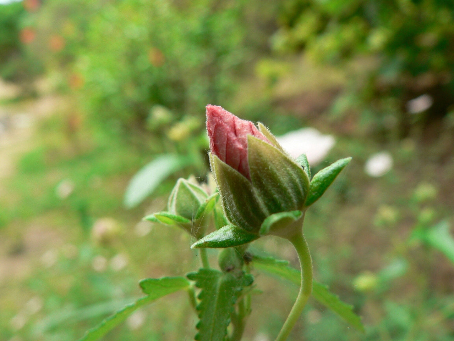 Hibiscus Trionum Seeds ~ Flower-of-an-hour ~ Wildflowers ~ Butterflies ~ Bees ~ Blooms ~ Pollinators