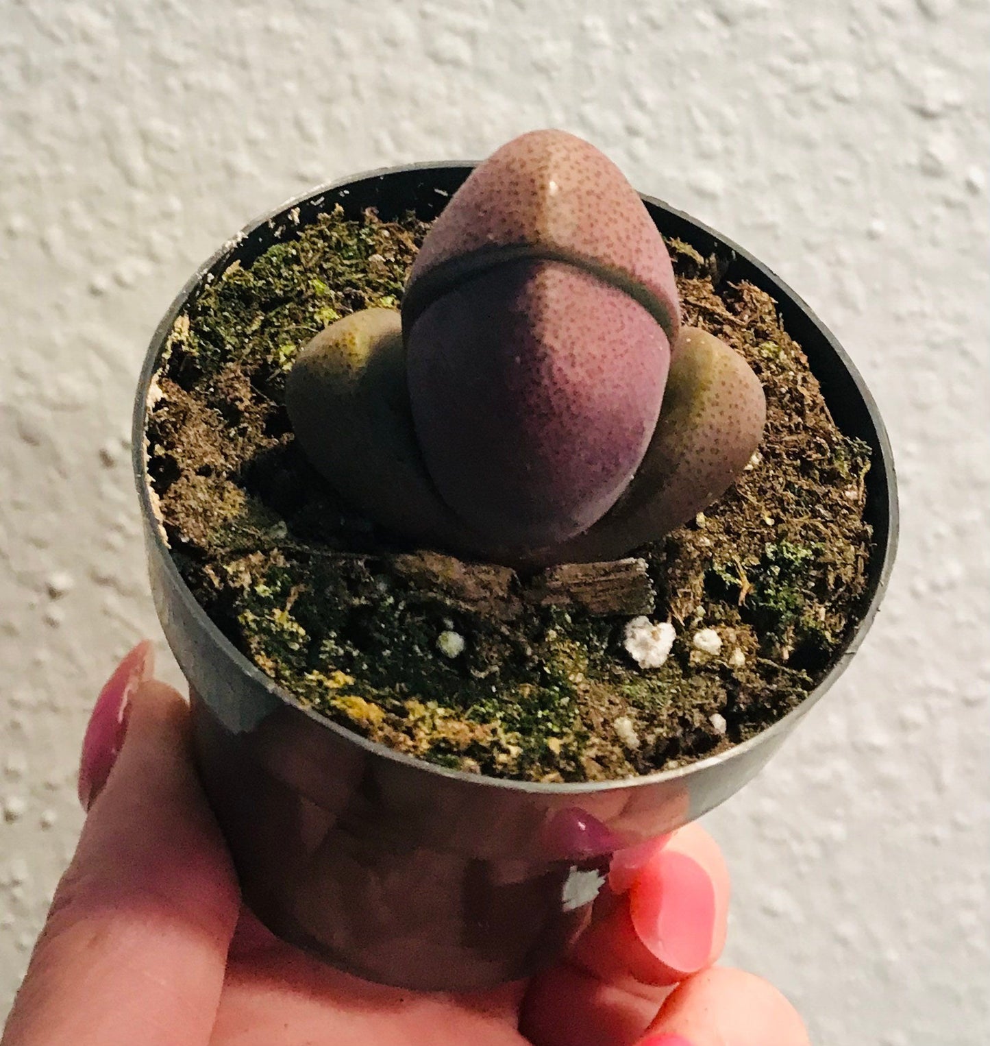 Royal Flush ~ Mimicry Plant ~ Pleiospilos Nelii ~ Purple Split Rock ~ Cleft Stone ~ Succulent