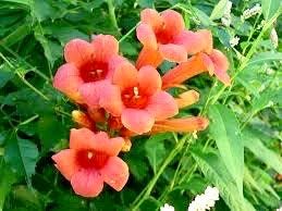 Red Devil’s Trumpet Vine Seeds ~ Trumpet Creeper ~ Campsis Radicans ~ Fresh Seeds ~ Blooms ~ Flowers ~ Instead of Flowers ~ Red