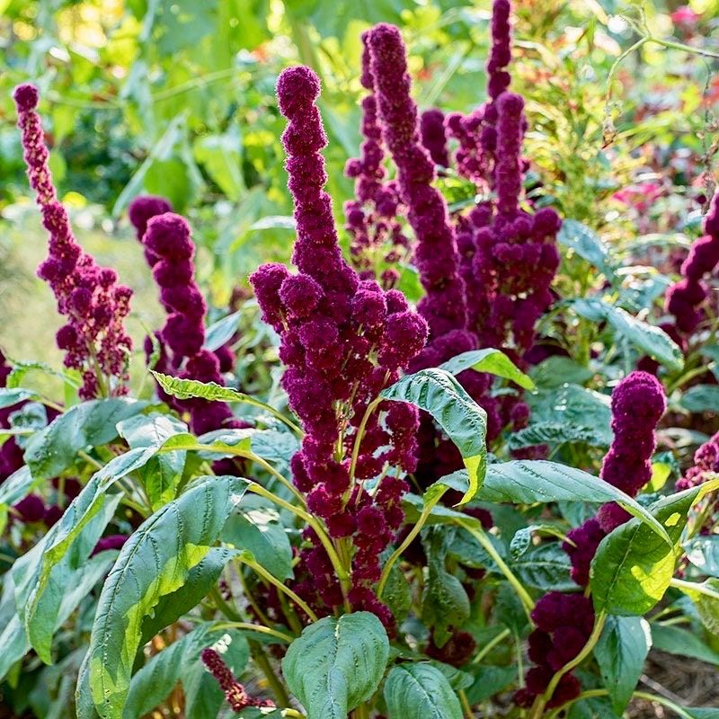 Amaranth Elephant Head Seeds ~ Amaranthus Gangeticus ~ Unique ~ Dried Flowers ~ Bouquets ~ Bizarre