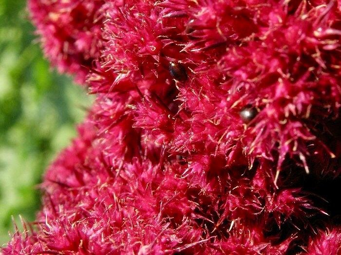 Amaranth Elephant Head Seeds ~ Amaranthus Gangeticus ~ Unique ~ Dried Flowers ~ Bouquets ~ Bizarre