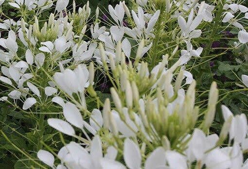 Giant White Queen Cleome Seeds