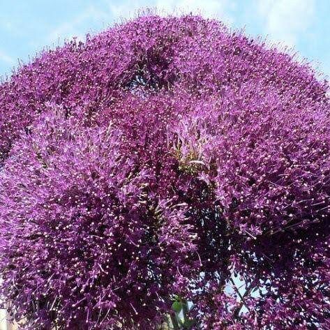 Trachelium Caeruleum Seeds ~ Blue Throatwort ~ Plant Your Own ~ Gardening ~ Yard ~ Flowers