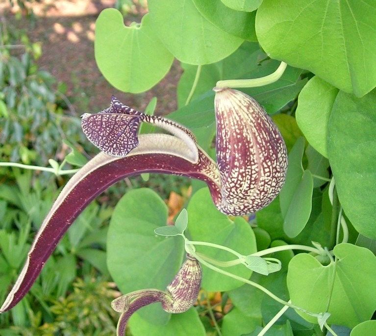 Unique Gaping Dutchman's Pipevine ~ Aristolochia Ringens ~ Bizarre Flowets ~ Plants ~ Cool Flowers ~ Exotic