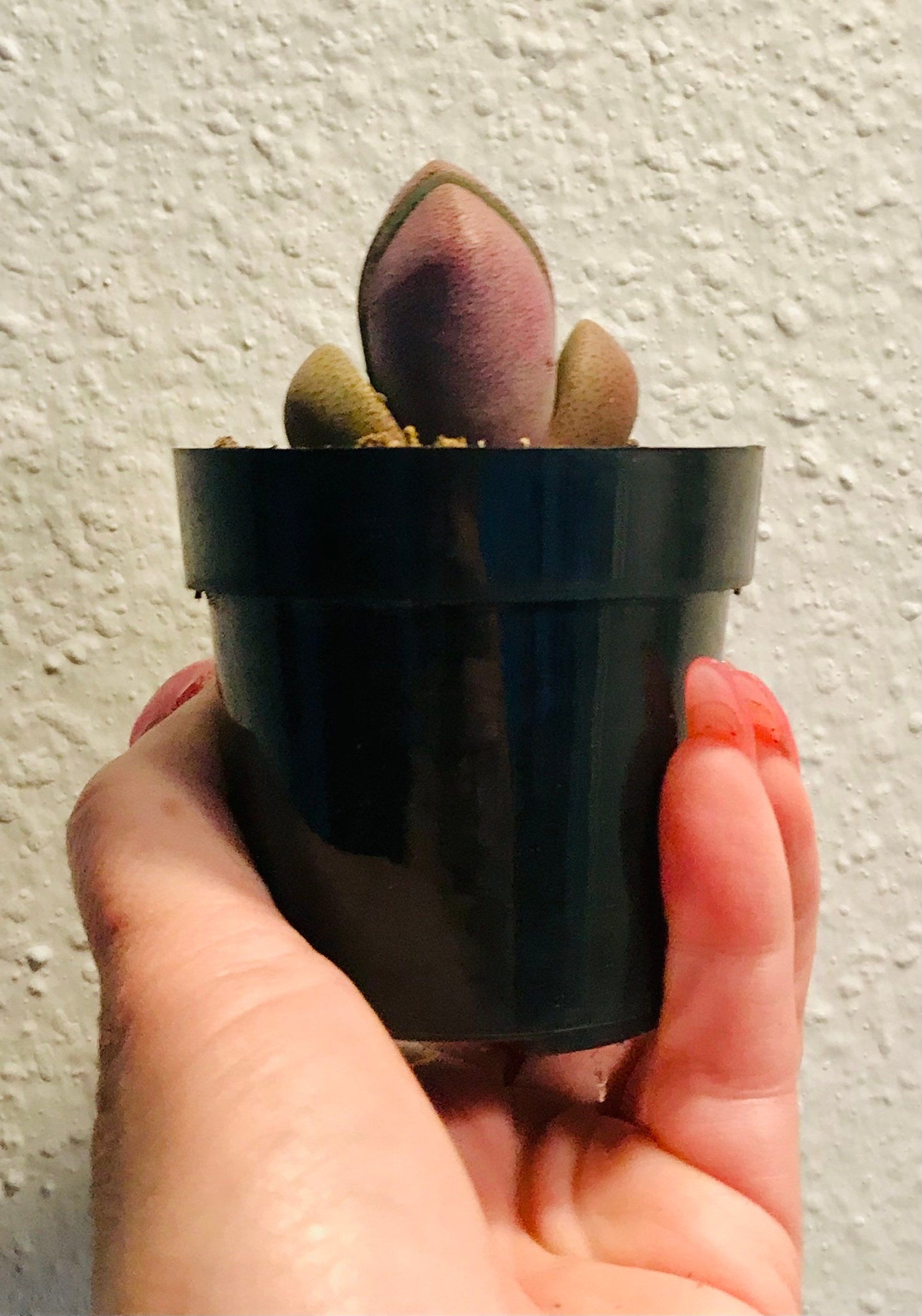 Royal Flush ~ Mimicry Plant ~ Pleiospilos Nelii ~ Purple Split Rock ~ Cleft Stone ~ Succulent