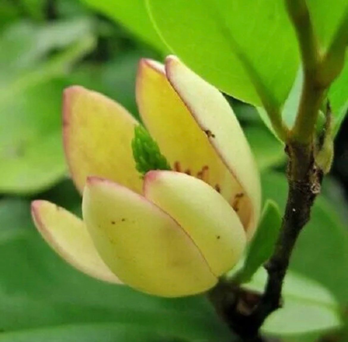 Michelia Alba Seeds ~ Usual Flowers ~ Exotic Flower