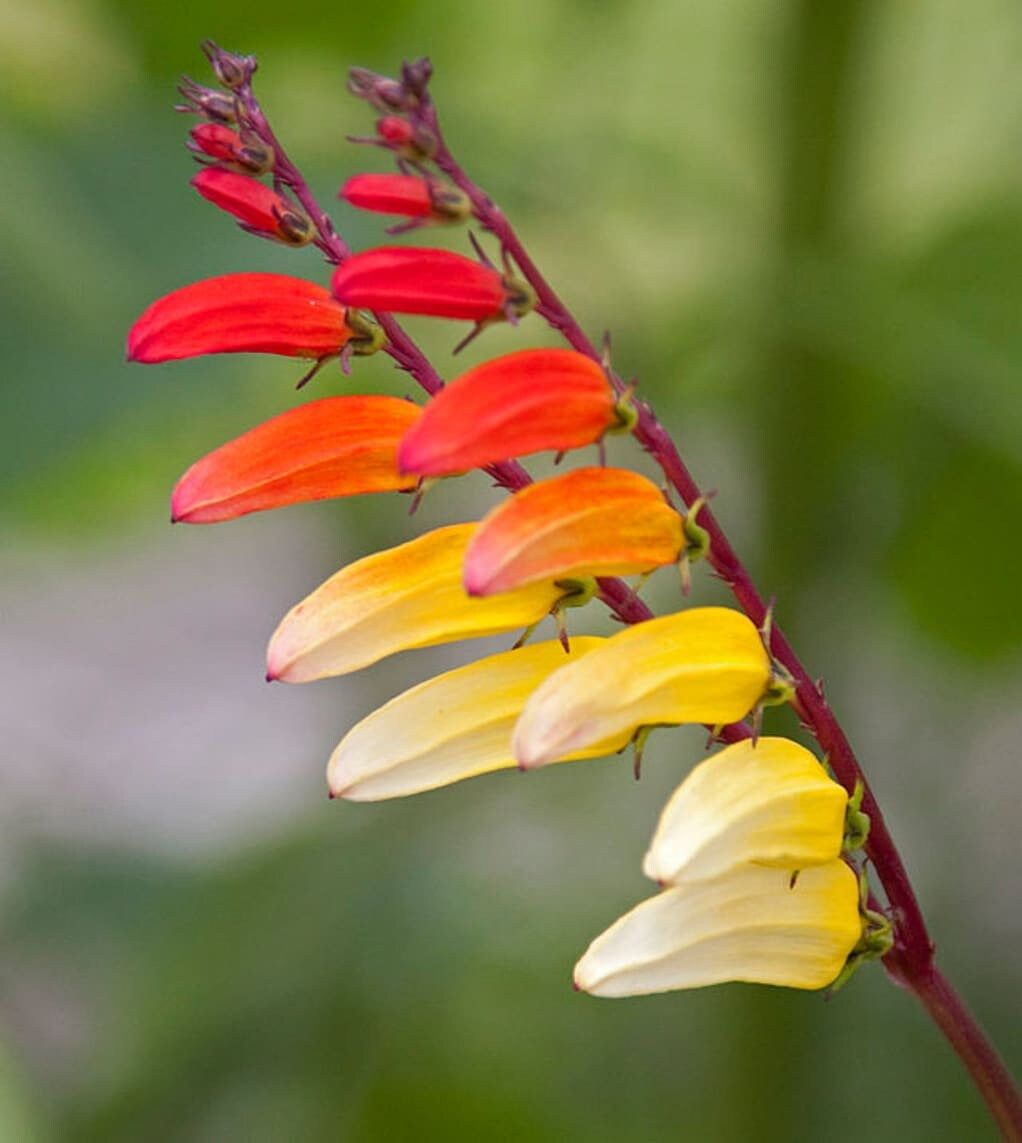 Mina Lobata Flower Seeds ~ Grow Your Own ~ Spring Flowers ~ Instead of Flowers