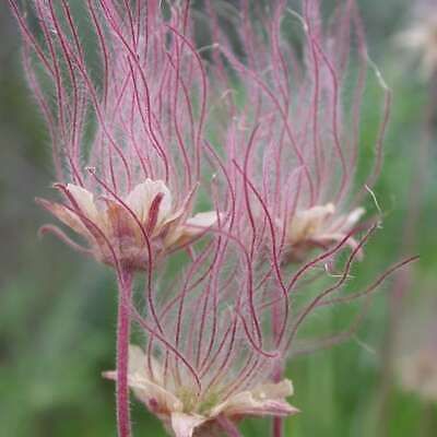 Wild Prairie Smoke Flower Seeds ~ Old Man's Beard ~ Geum Triflorum