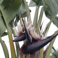 White Birds of Paradise Seeds ~ Strelitzia Nicolia ~ Wild Banana ~ Crane Flower ~ Grow Your Own ~ Spring ~ Houseplants