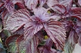 Purple Shiso Seeds ~ Perilla Frutescens ~ Japanese Basil ~ Zi Su ~ Garnish ~ Purple Basil ~ Red Mint