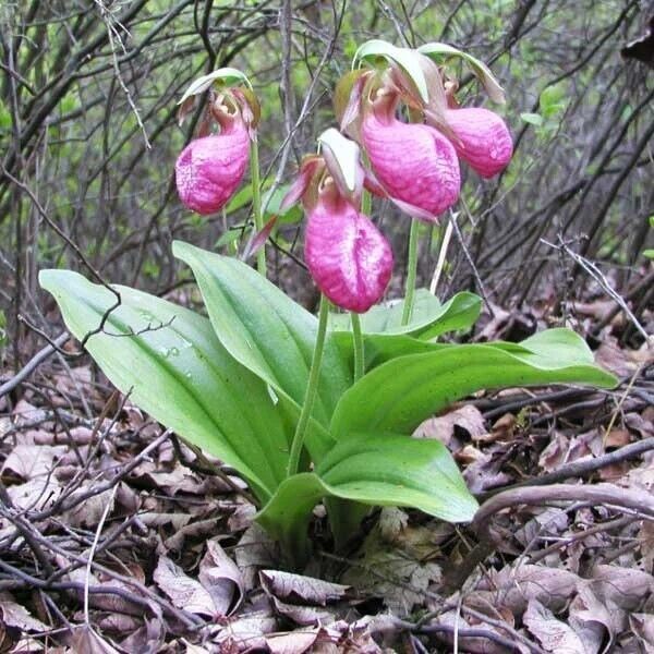 Pink Lady’s Slipper Orchid Seeds ~ Moccasin Flower ~