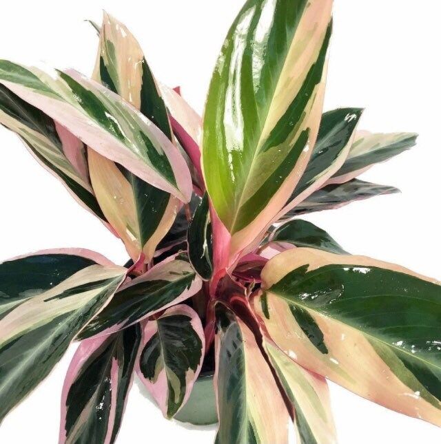 Tricolor Prayer Plant ~ Stromanthe Triostar ~ Easy to Grow House Plant