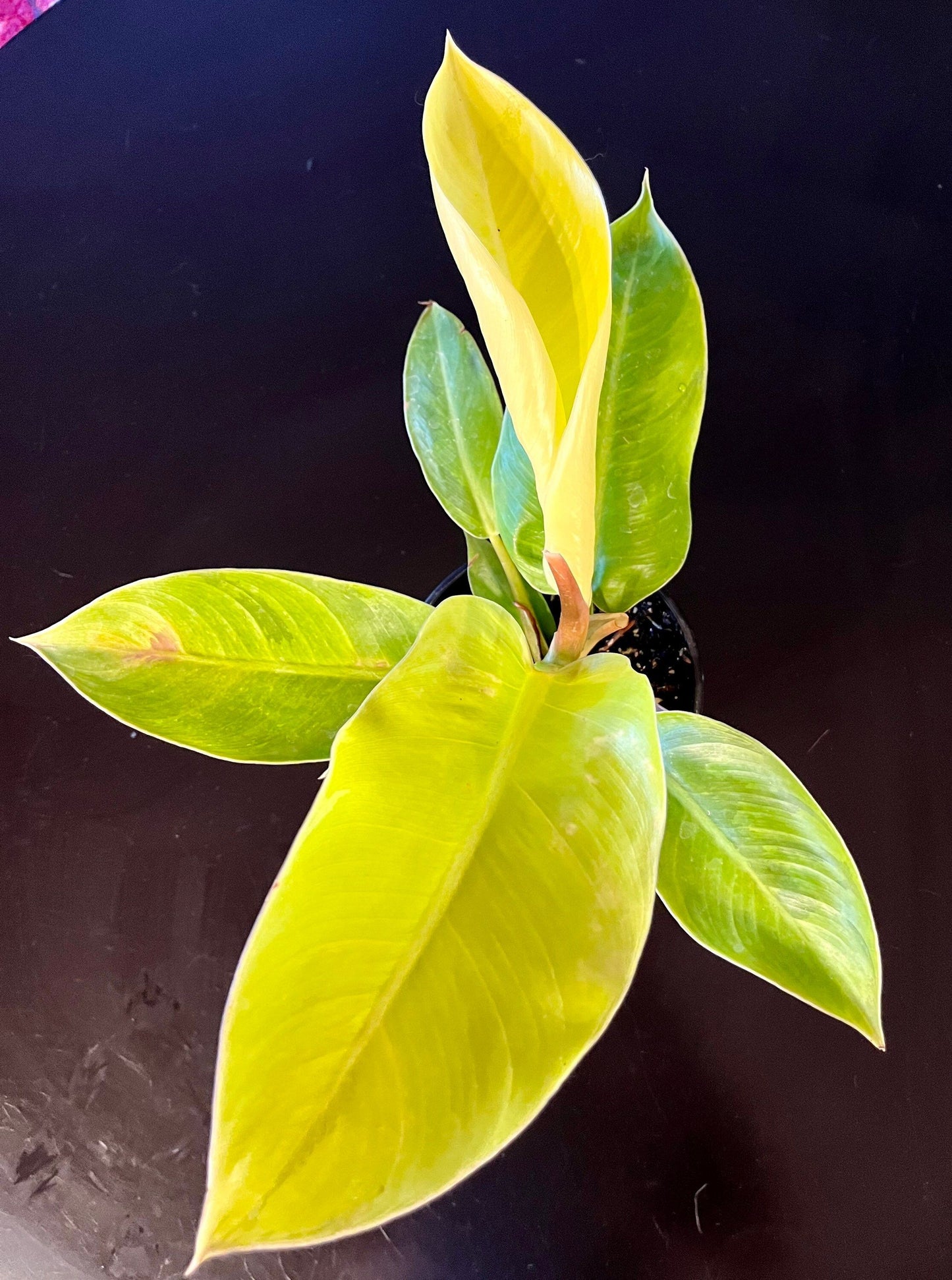 Philodendron Moonlight ~ Philodendron