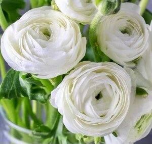 White Double Ranunculus Seeds ~ Wedding Bouquet ~ Flowers ~ Heirloom ~ Fragrance ~ Spring ~ Bouquets for Weddings