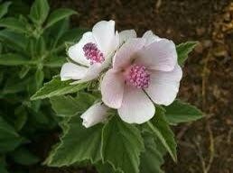 Althaea Officinalis Seeds ~ The Marsh Mallow ~ Marshmallow ~ Instead of Flowers