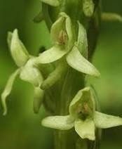 Platanthera Aquilonis Seeds ~ Northern Green Orchid ~ North Wind Bog Orchid ~ Orchids ~ Usual Flowers ~ Exotic Flower