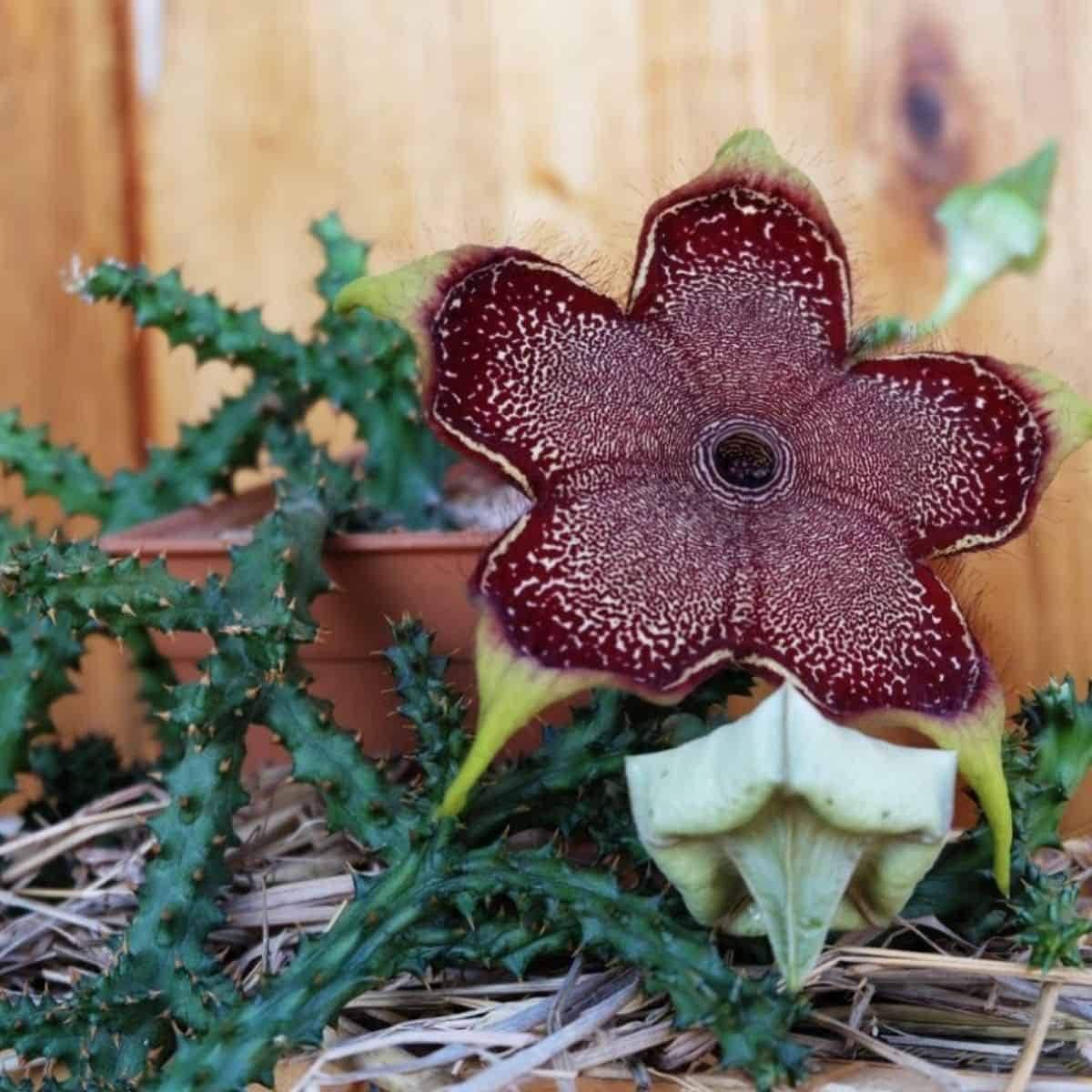 Edithcolea Grandis Seeds ~ Persian Carpet Flower ~ Succulents ~ Cool Plants ~ Easy Care