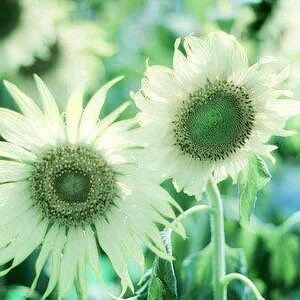 Italian Green Heart Sunflower Seeds ~ Helianthus Debilis ~ Pretty Flowers ~ Autumn ~ Bouquets ~ Fresh Cut Flowers