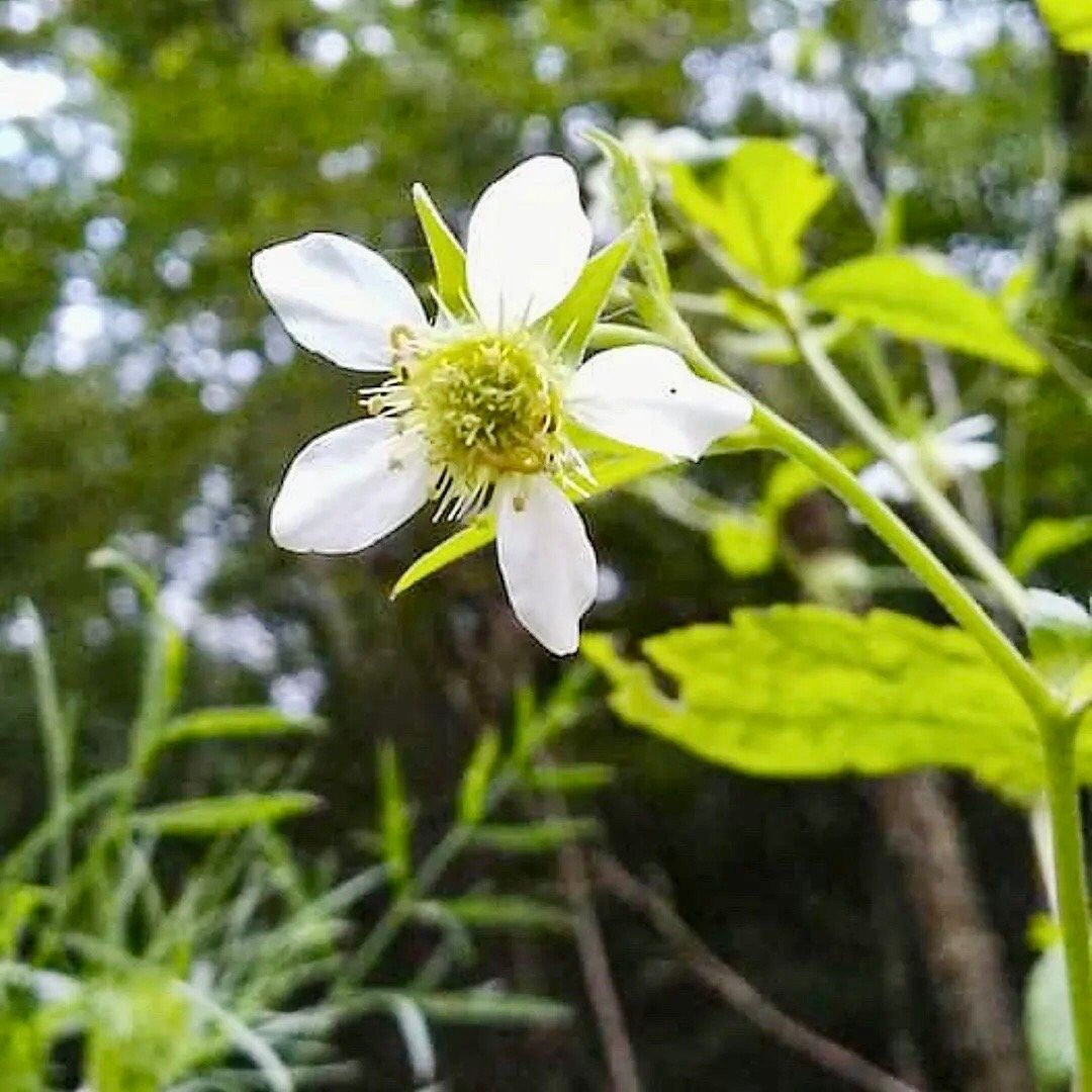 White Avens ~ Geum Canadense ~ Butterflies ~ Bumblebees ~ Garden ~ Flowers ~ Spring ~ Bloom