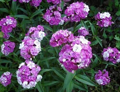 Dwarf Wee Willie Seeds ~ Sweet William ~ Dianthus Barbatus ~ Mixed Colored Flower Seeds