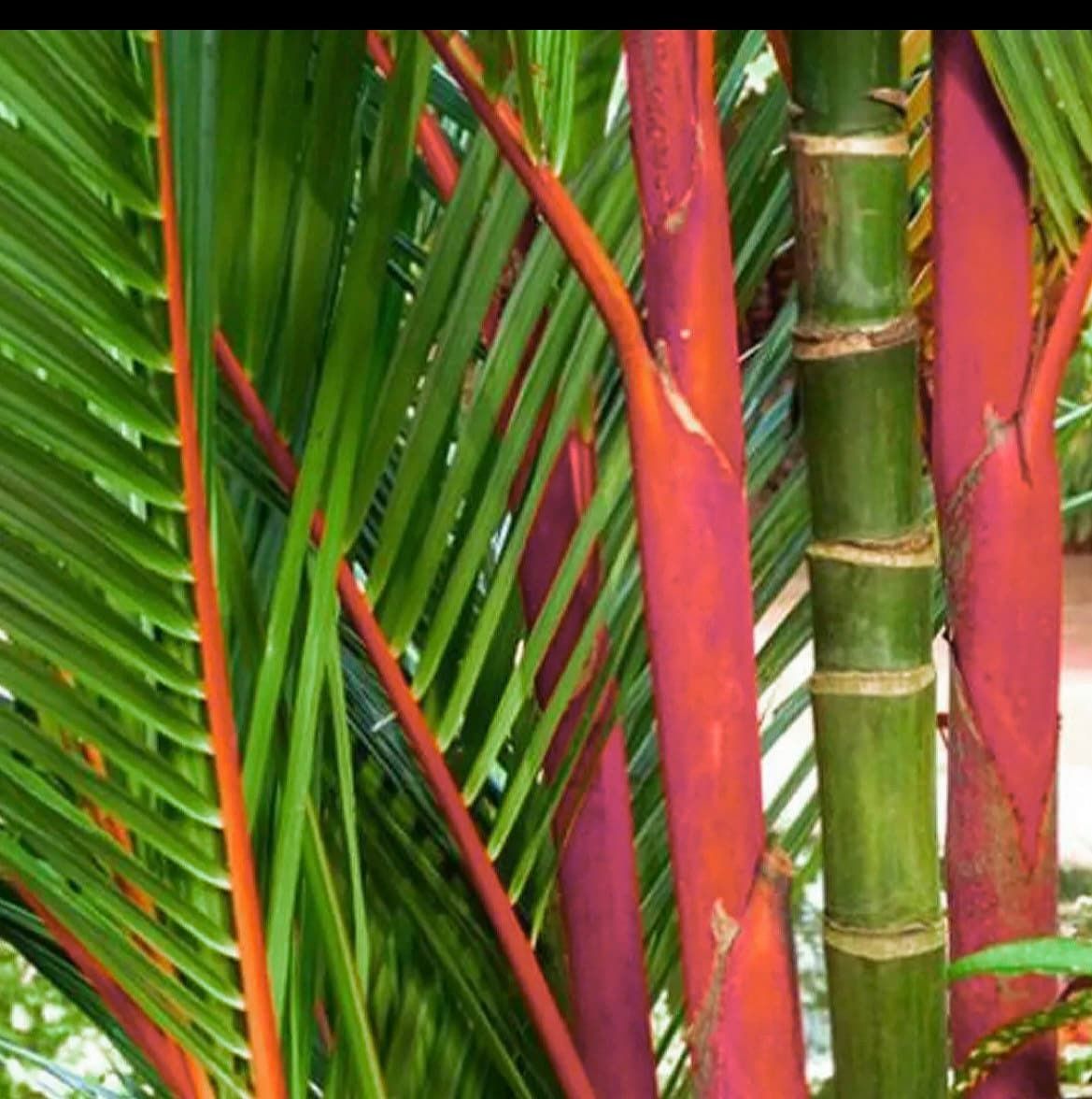 Red Lipstick Palm Tree Seeds ~ Cyrtostachys Renda ~ Fountain ~ Privacy Climbing ~ Gardening ~ Spring