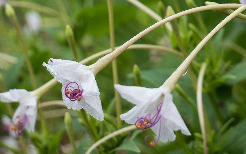 Mirabilis Longiflora ‘Fairy Trumpets’ Seeds ~ Sweet Four-o’clock ~ Fragrance ~ Fragrant Flowers