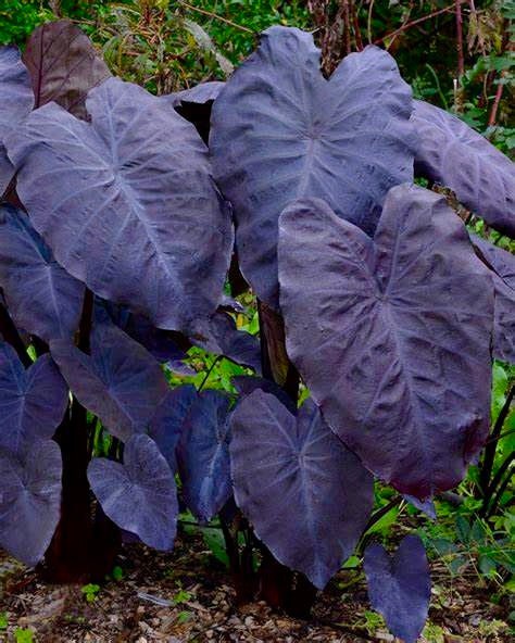 Colocasia Black Magic Seeds ~ Black Elephant Ear Plant ~ Taro ~ Araceae ~ Houseplants ~ Green House ~ Gardening ~ Spring ~ Cool Plants