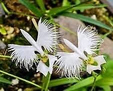 Fringed Orchid Seeds ~ Habenaria Radiata ~ Crane Orchid ~ Pecteilis Radiata ~