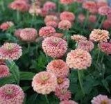 Salmon Queen Zinnia Seeds ~ Flower Seeds ~ Plants ~ Garden ~ Grow Your Own ~ Spring Flowers ~ Instead of Flowers ~ Flowers