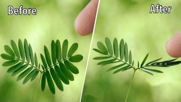 RARE Mimosa Pudica Plant~Touch-Me-NOT Plant~Sleepy Plant~Sensitive Plant~Shame Plant~Action Plant~Zombie Plant~Intelligent Plant