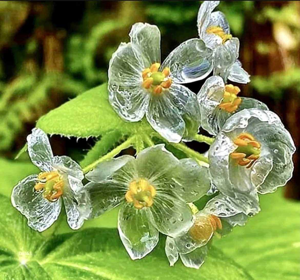 Skeleton Flower Seeds ~ Crystal Flower ~ Gray’s Double-Leaf ~ Twoflower ~ Diphylleia Grayi ~ Cool Flowers ~ Rare ~ Heirloom Seeds