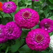 Zinnia Elegans Lilliput Purple Seeds ~ Flowers ~ Butterflies Love ~ Non-GMO Seeds ~ Cool Flowers ~ Bouquets ~ Pretty Flowers ~ Unique