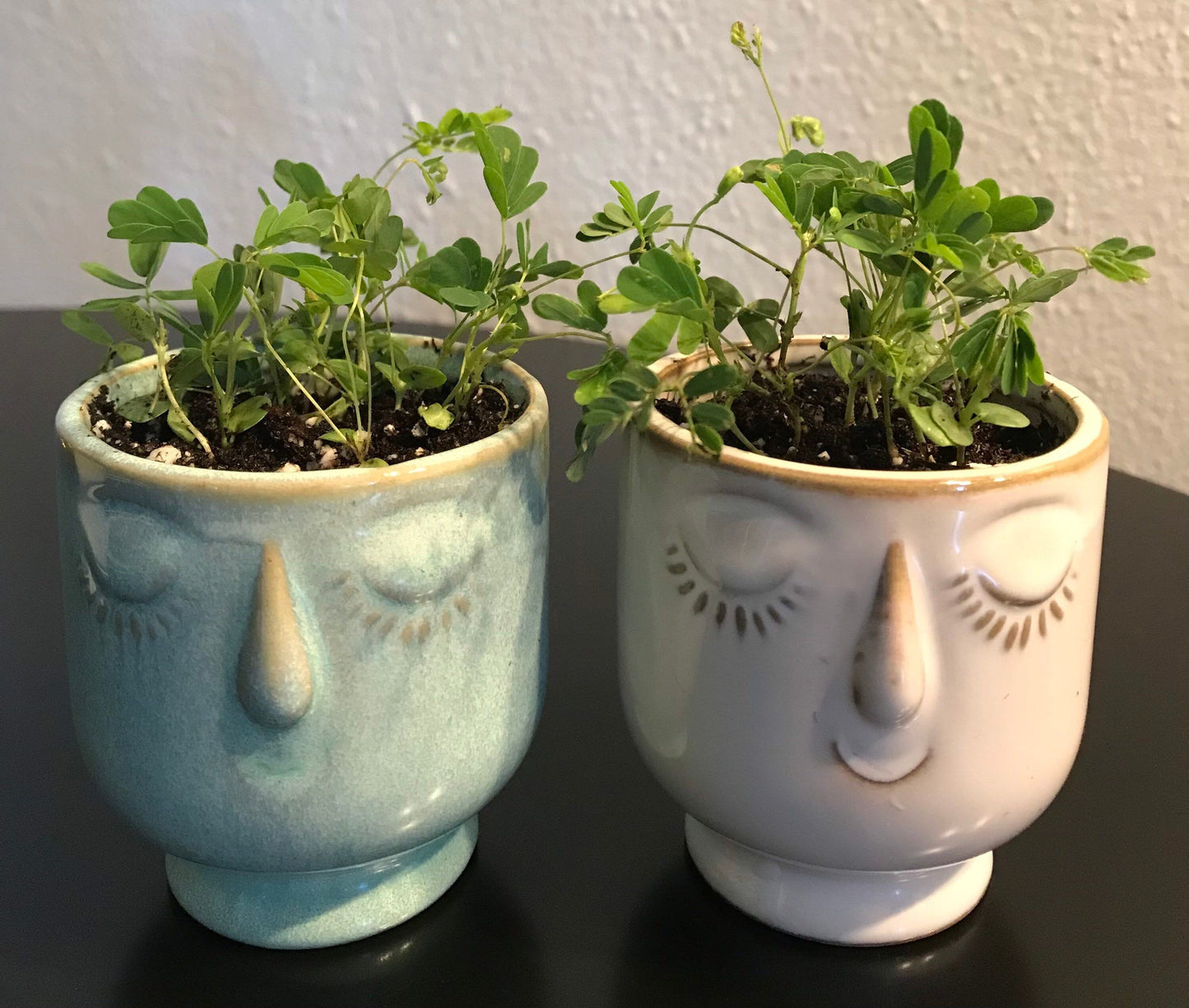 RARE Mimosa Pudica Plant~Touch-Me-NOT Baby Plant with Ceramic Face Pot~Sleepy Plant~Sensitive Plant~Shame Plant~Action Plant~Zombie Plant