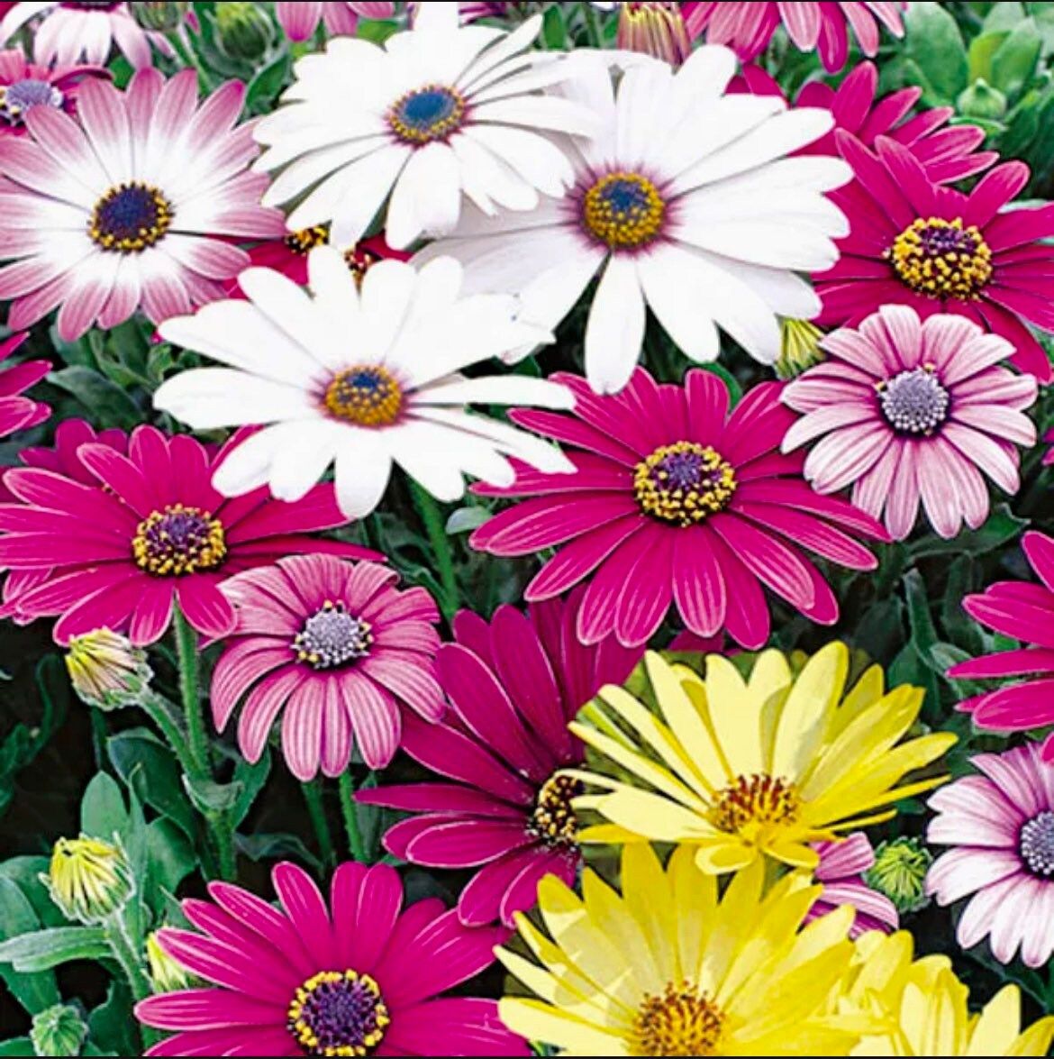 African Daisy “Cineraria Mix” Flower Seeds ~ Cape Marigold