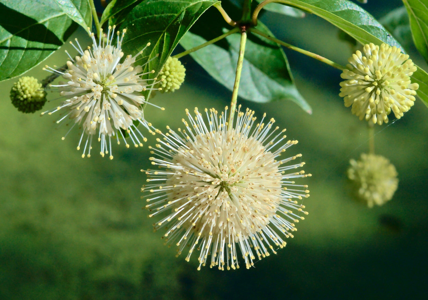 White Buttonbush Seeds ~ Cephalanthus Occidentalisique ~ Dried Flowers ~ Bouquets ~ Pollinaters ~ Butterflies