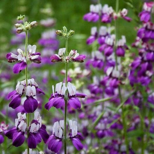 Chinese Houses Seeds ~ Collinsia Heterophylla ~ Grow Your Own ~ Spring Flowers ~ Instead of Flowers