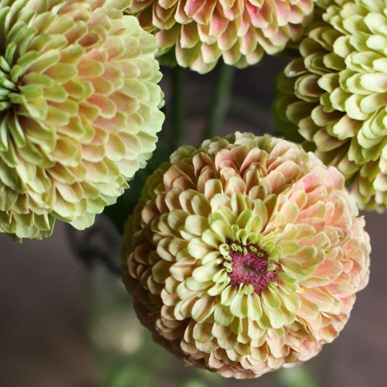 Zinnia “Queen Lime Blush” Seeds ~ Flower Seeds ~ Plants ~ Garden ~ Grow Your Own ~ Spring Flowers ~ Instead of Flowers ~ Flowers