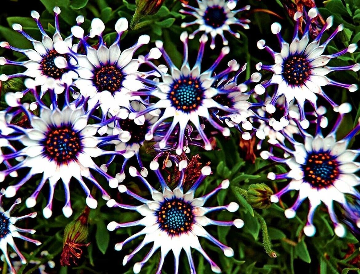 Osteospermum Mix Seeds ~ Spider ~ Daisy ~ Cool Flowers ~ Grow Your Own ~ Rare