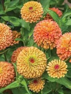 Zinnia “Queen Lime Orange” Seeds ~ Flower Seeds ~ Plants ~ Garden ~ Grow Your Own ~ Spring Flowers ~ Instead of Flowers ~ Flowers