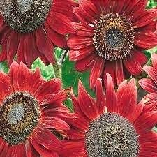 Velvet Queen Sunflower Seeds ~ Helianthus Annuus ~ Pretty Flowers ~ Garden ~ Fall ~ Heirloom ~ Autumn ~ Bouquets ~ Fresh Cut Flowers