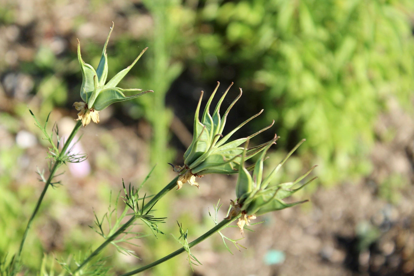 Orientalis Transformer Love-in-the-Mist ~ Spring Flowers ~ Spring Time ~ Bouquets ~ Fresh Flowers ~ Annuals