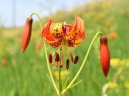 Michigan Lily Seeds ~ Lilium Michiganense ~ Turk’s Cap Lily ~ Unique Seeds