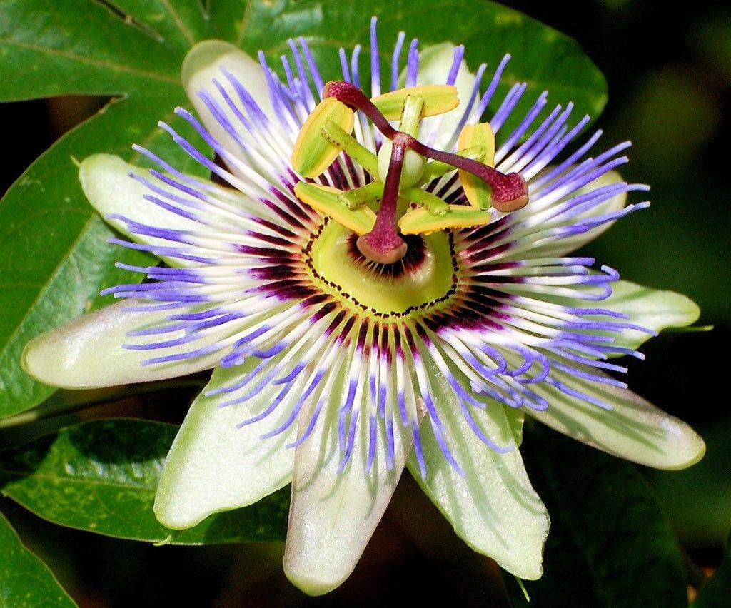 Blue Passiflora Seeds ~ Passionfruit ~ Maypop ~ Passionflower ~ True Passionflower ~ Wild Apricot ~ Wild Passion Vine