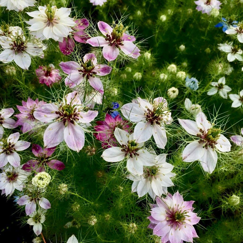 Nigella Miss Jekyll White Seeds ~ Love-in-the-Mist ~ Spring Flowers ~ Spring Time ~ Bouquets ~ Fresh Flowers