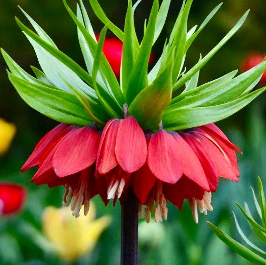 Red Crown Imperialis Seeds ~ Fritillaria Rubra ~ Exotic ~ Unique ~ Fun ~ Bees ~ Butterflies ~ Beautiful Flowers ~ Dr Seus