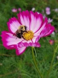 Mixed Cosmos Sea Shells Seeds ~ Bipinnatus ~ Mexican Aster