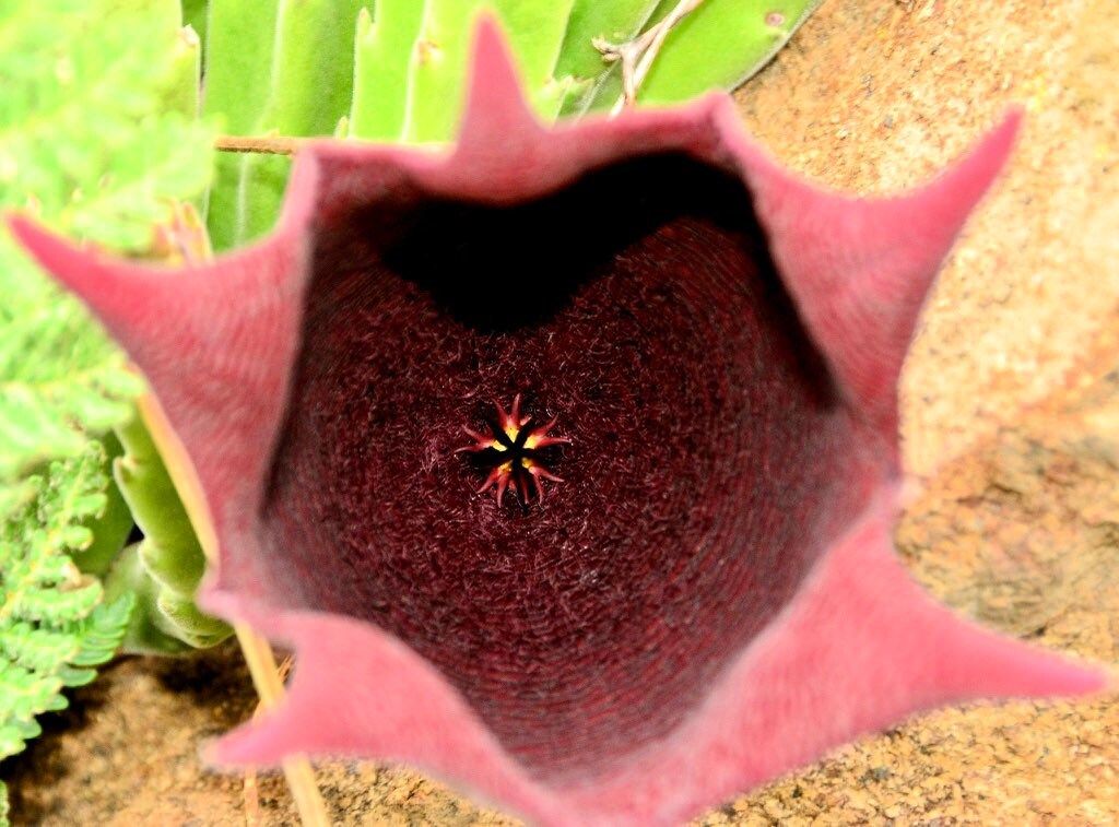 Stapelia Leendertziae Seeds ~ Black Bells ~ Maroon Cup Starfish ~ Leendertz's Carrion Flower ~ Exotic ~ Rare ~ Succulent