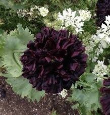 Papaver Paeoniflorum ‘Black Peony’ Poppy Seeds ~ Mixed Colors Flowers ~ Cool Flowers ~ Rare ~ Heirloom Seeds